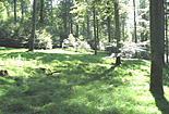 picknick-lichtung-kleiner.jpg