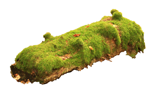 Naturcoaching-Ausbildung Weiterbildung Naturcoaching-Ausbildung Weiterbildung